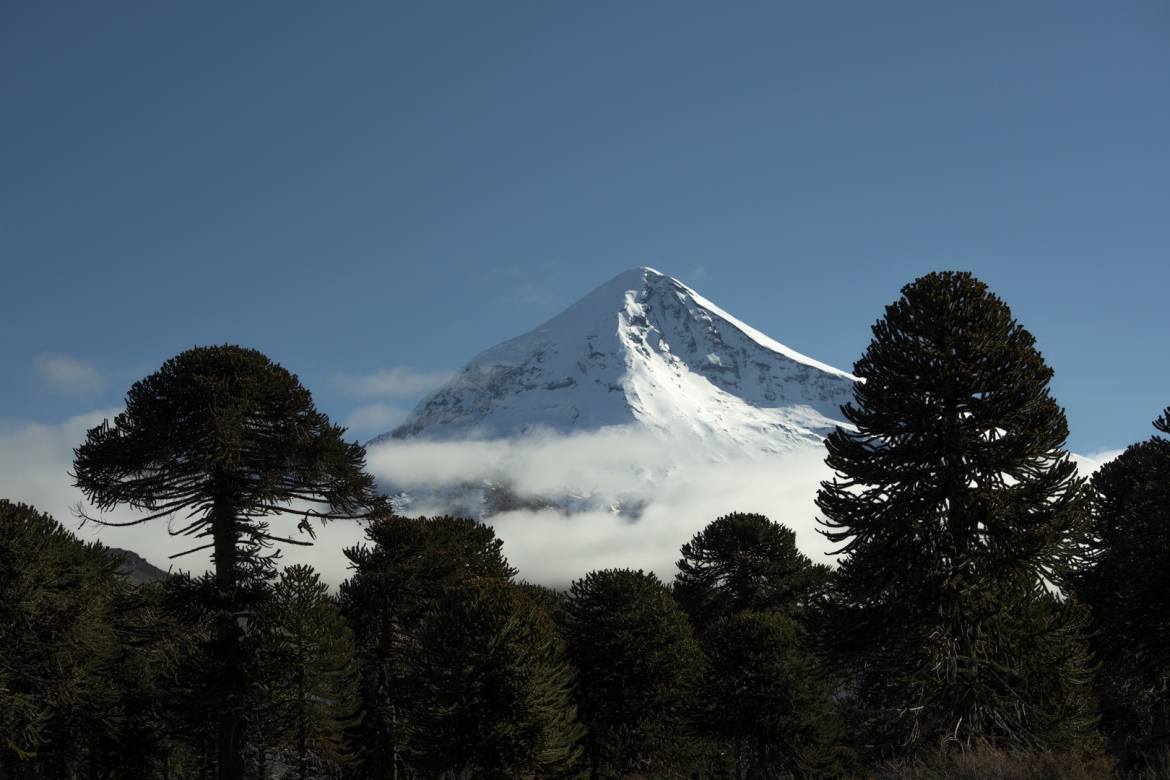 Bosque de araucarias