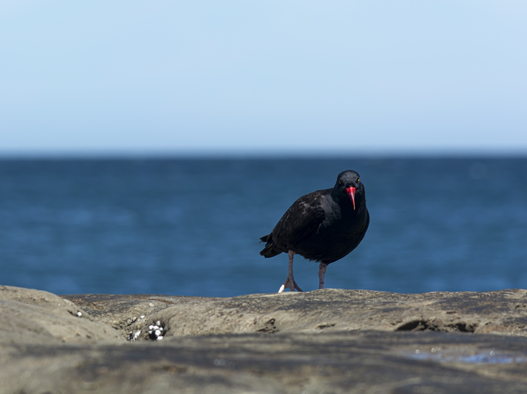 Ostrero Negro