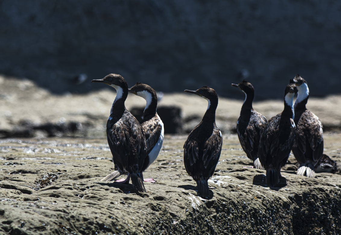 Cormoran Imperial