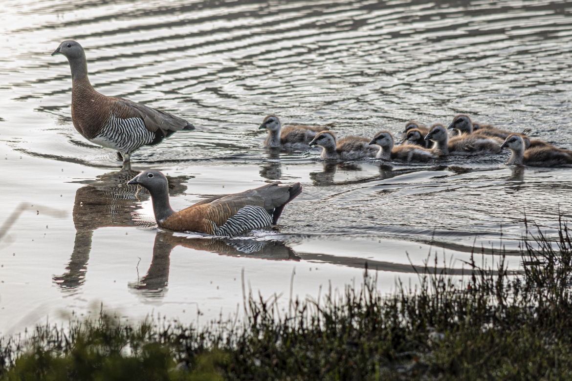 Familia de Cauquenes