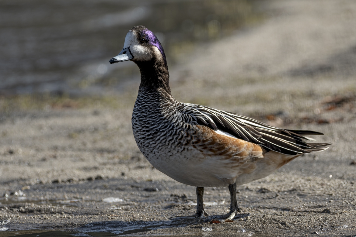 Pato Overo