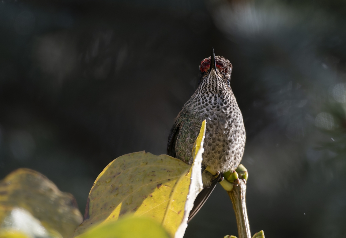 Picaflor rubí macho