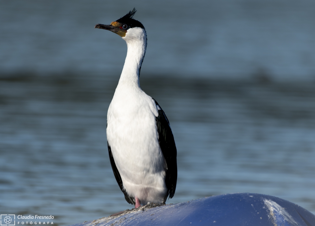 Cormorán real